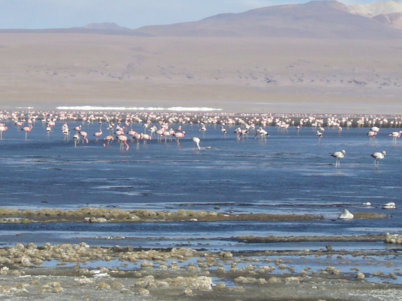 Travel - Bolivia - Salar De Uyuni - Laguna 4
